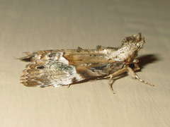 Alophosoma emmelopis