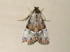 Alophosoma emmelopis