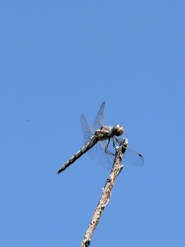 Variegated Meadowhawk