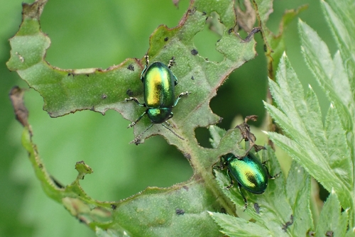 Green Dock Beetle