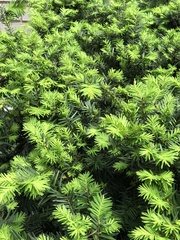 Pulvinaria floccifera