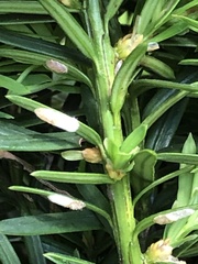 Pulvinaria floccifera