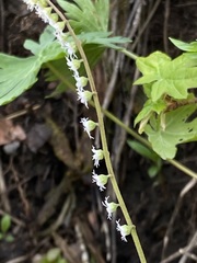 Ozomelis stauropetala