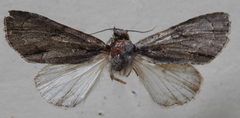 Acronicta psi