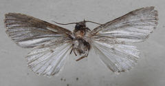 Acronicta psi