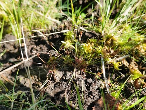 Bulbous Rush
