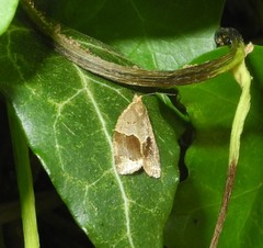 Clepsis dumicolana