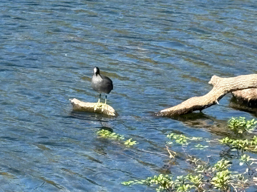 American Coot seen in Sonoma Valley