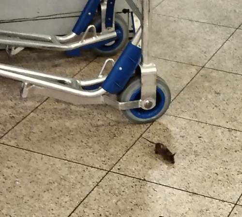 House Mouse