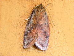 Garrha limbata