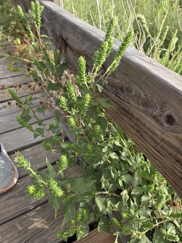 Sumpweed