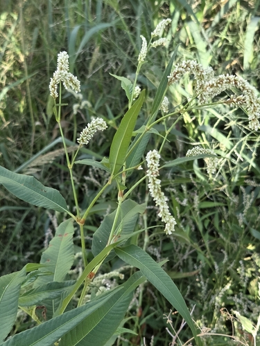 pale smartweed