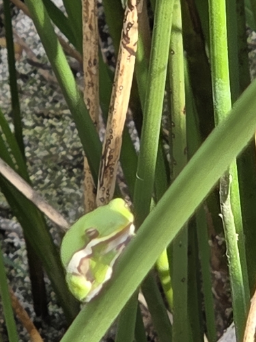 Green Treefrog