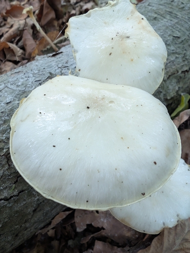 porcelain mushroom