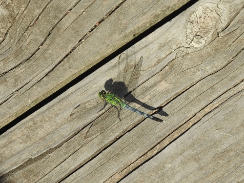 Eastern Pondhawk