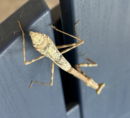 Carolina Mantis