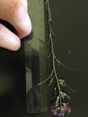 Boechera sparsiflora