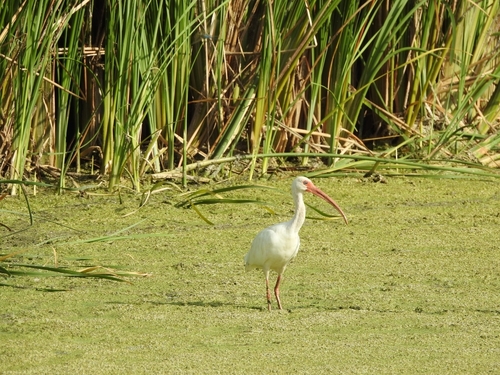 White Ibis