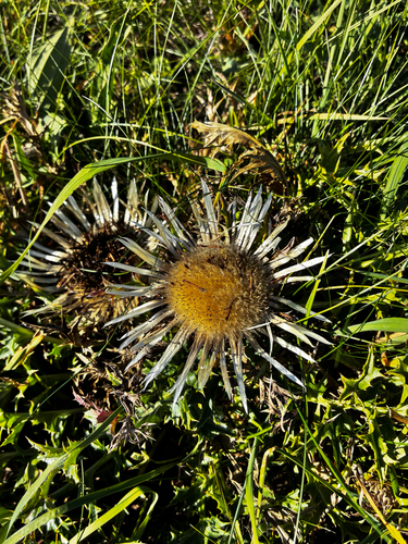 Silver Thistle