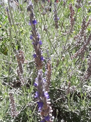 Lavandula angustifolia