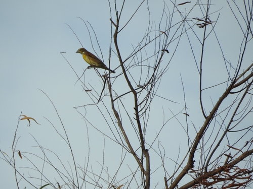 Dickcissel