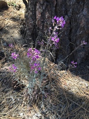 Boechera sparsiflora