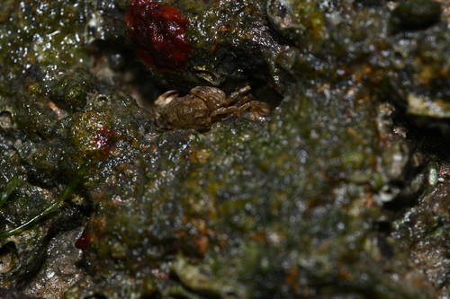 Benthopanope eucratoides observed 2026-09-30