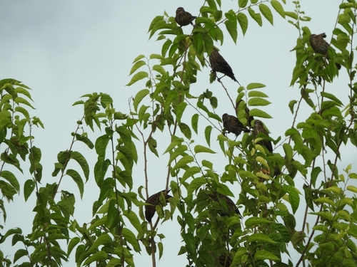 Red-winged Blackbird
