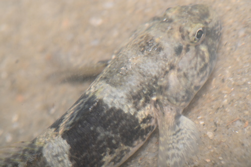 Bathygobius fuscus observed 2026-09-30