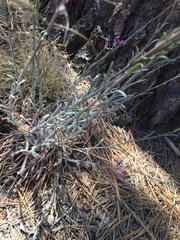 Boechera sparsiflora