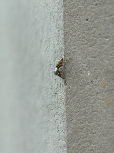 Buttonhook Leafbeetle Jumping Spider