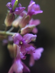 Boechera sparsiflora