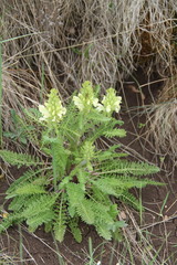 Pedicularis sibthorpii