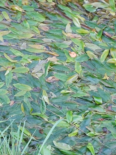 Bog Pondweed