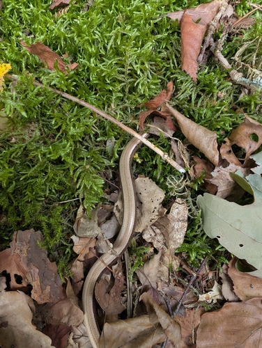 Common Slowworm