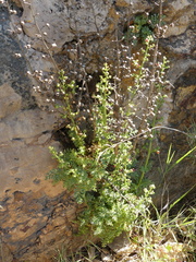 Scrophularia lucida