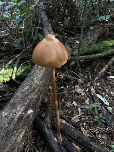 Macrolepiota capelariae