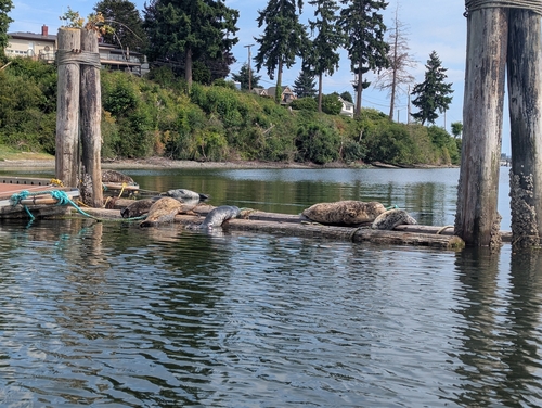 Harbor Seal