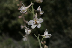 Delphinium gypsophilum