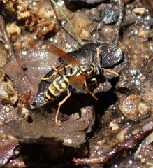 Polistes gallicus