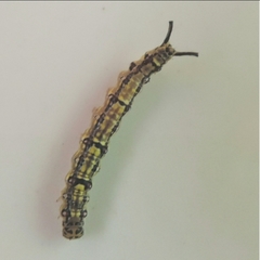 Phaeochlaena lampra