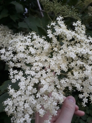 Sambucus nigra
