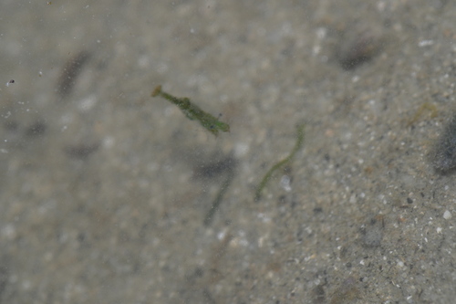 Hippolyte ventricosa