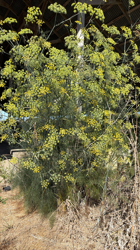 fennel