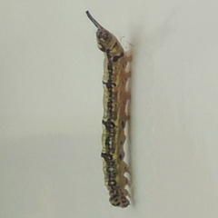 Phaeochlaena lampra