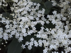 Sambucus nigra