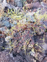 Chorizanthe brevicornu