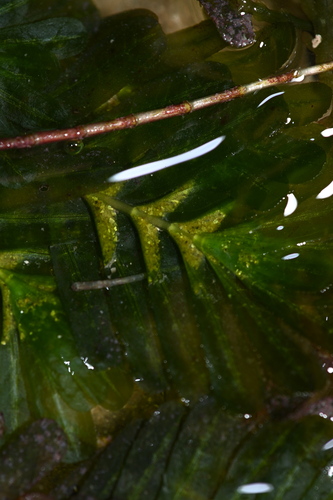 Halophila spinulosa observed 2026-09-30