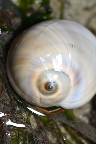 Bladder Moon Snail