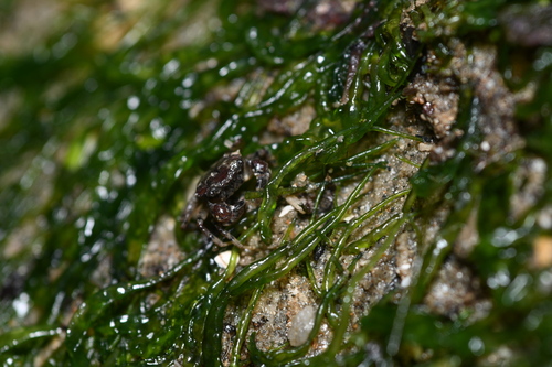 Benthopanope eucratoides observed 2026-09-30
